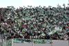 Fiorentina-Real Betis 